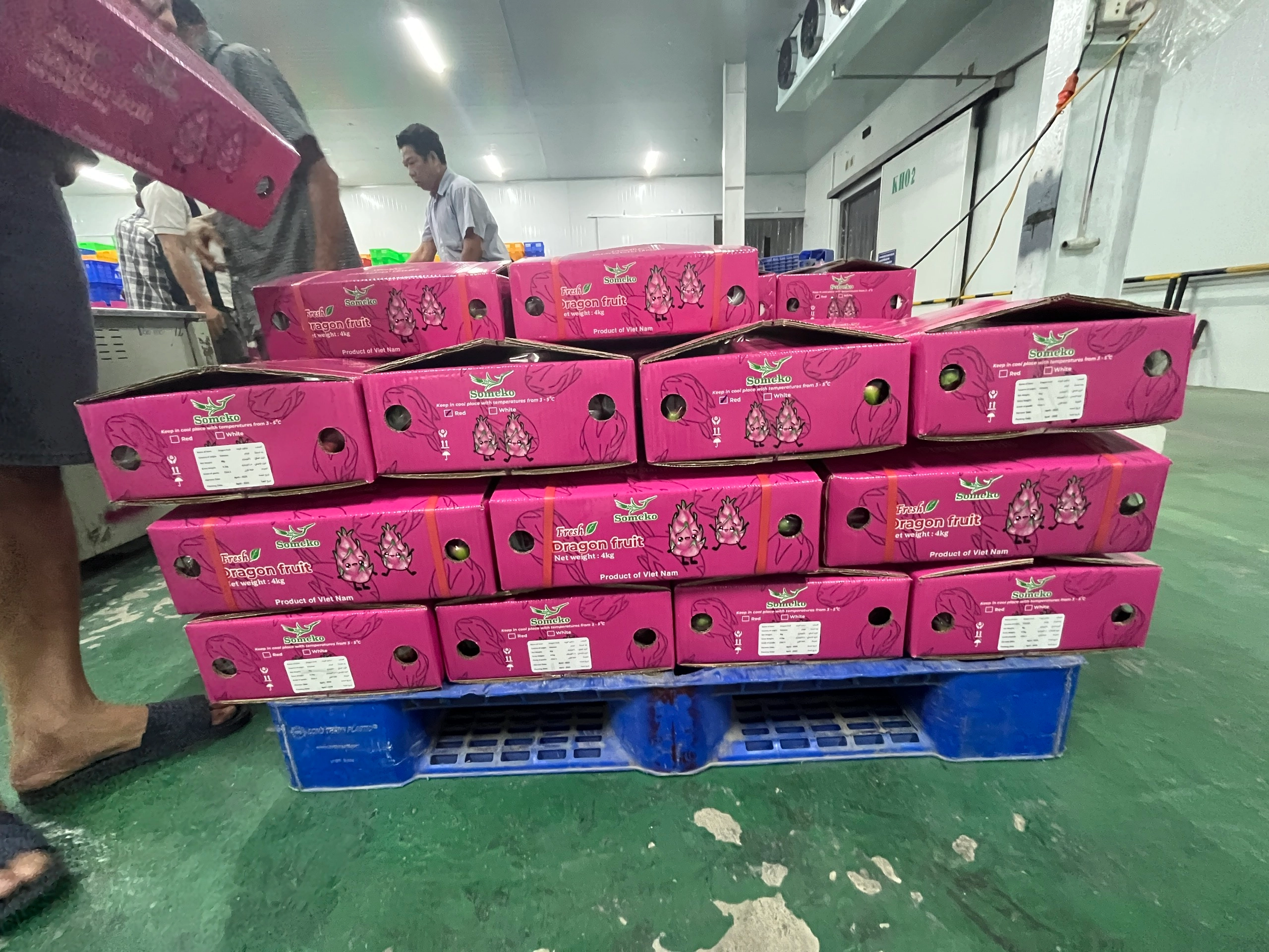 Dragon Fruit