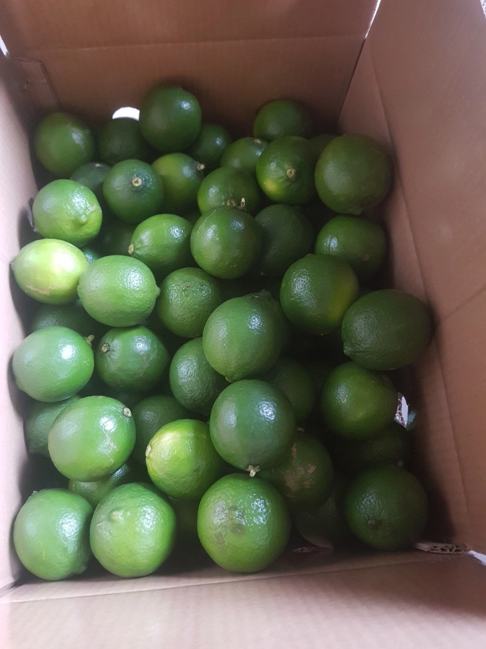 FRESH LEMON
