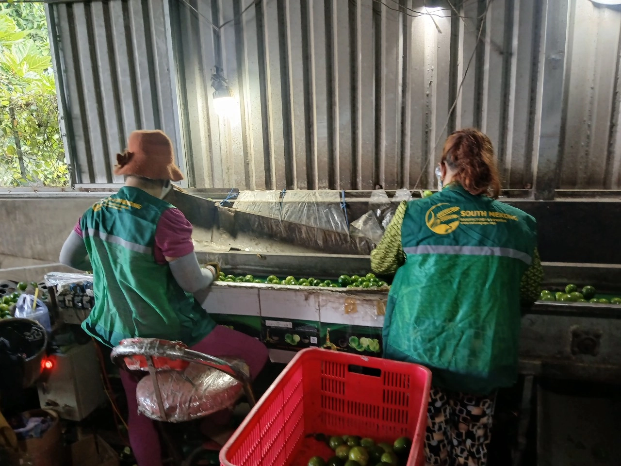 FRESH LEMON