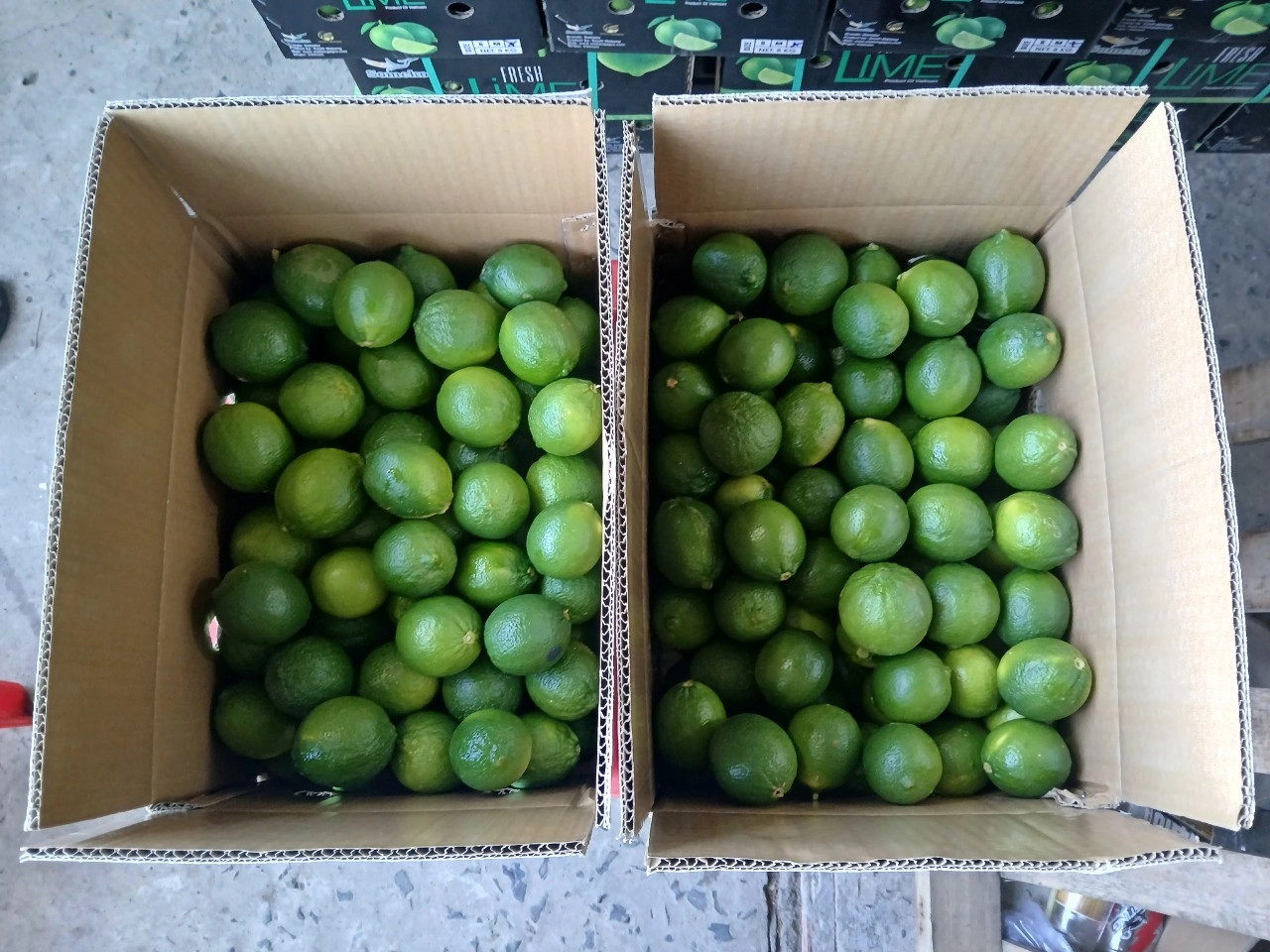 FRESH LEMON