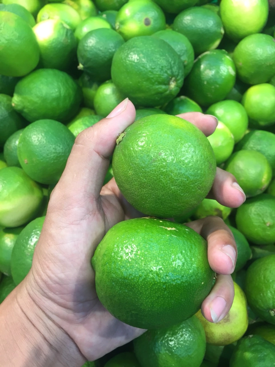 FRESH LEMON