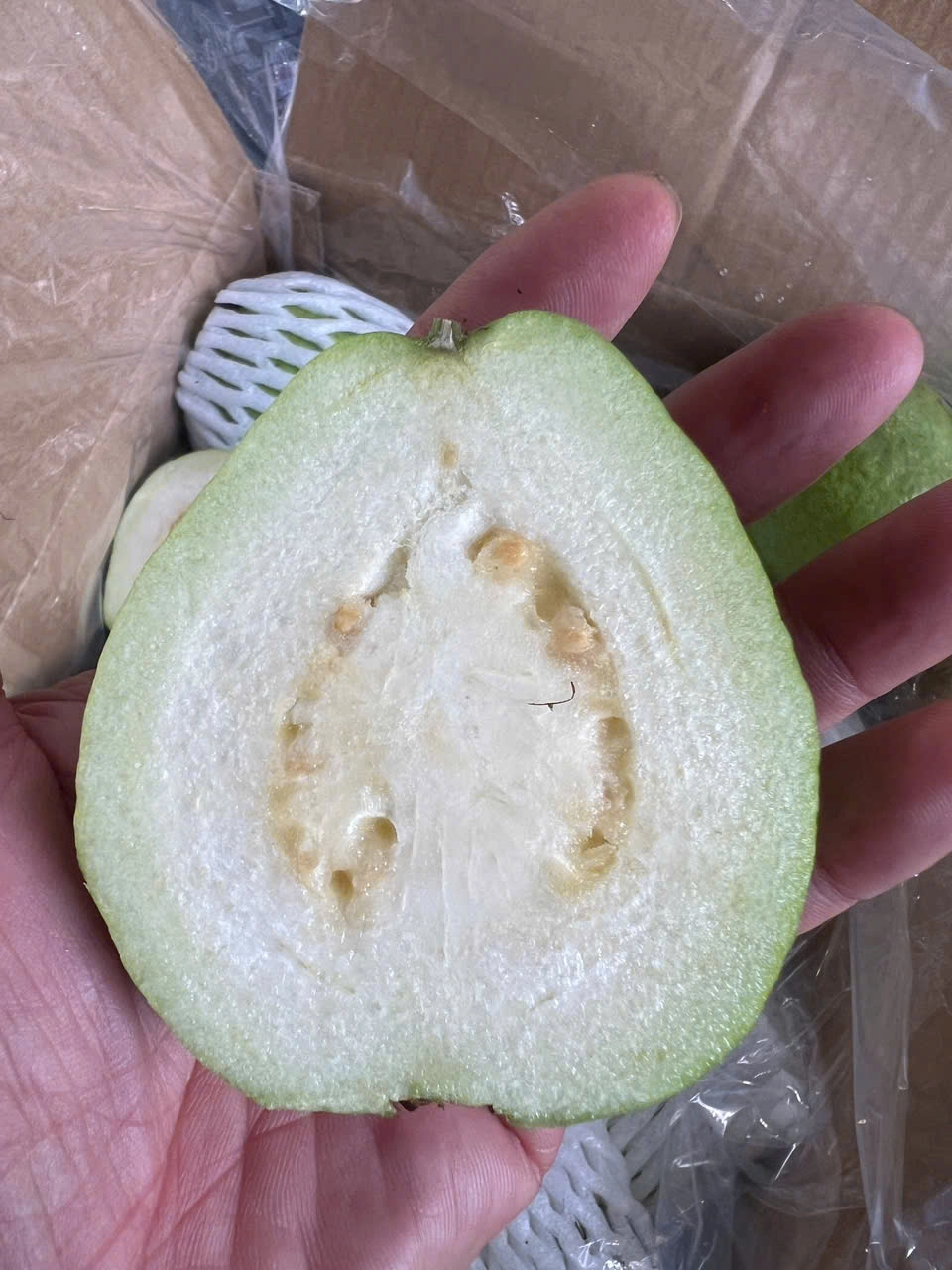 GUAVA