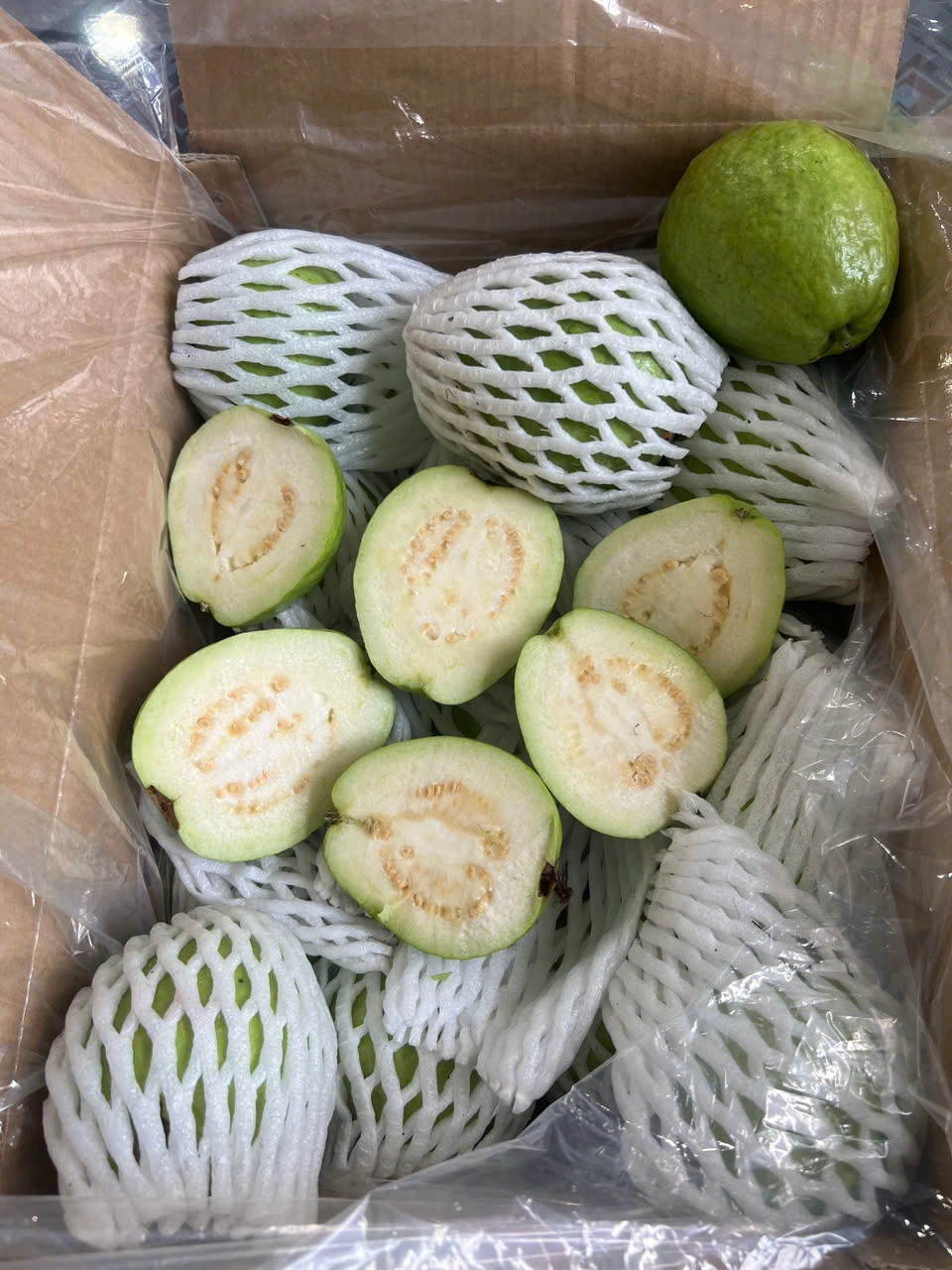GUAVA