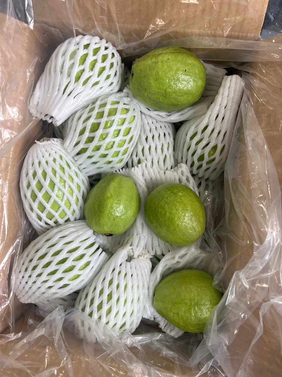 GUAVA