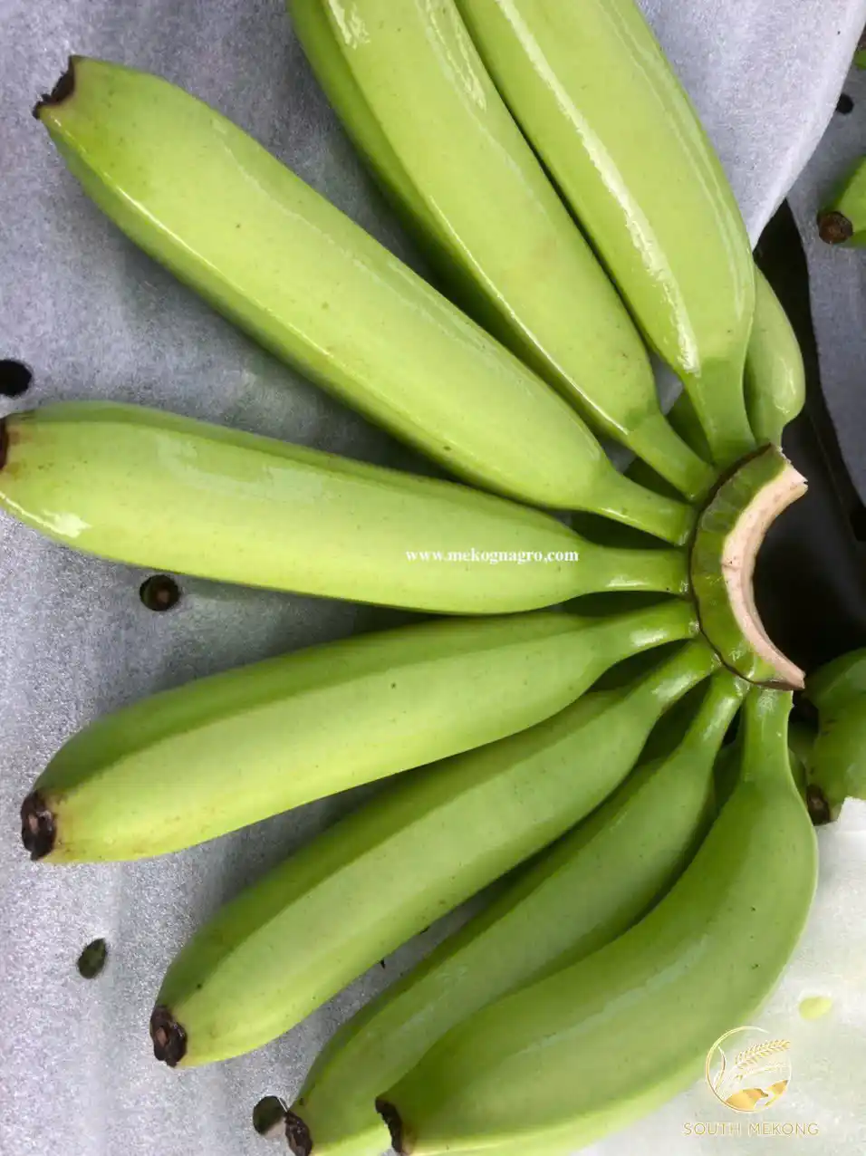 Cavendish Banana