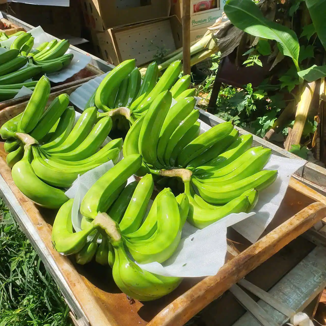 Cavendish Banana