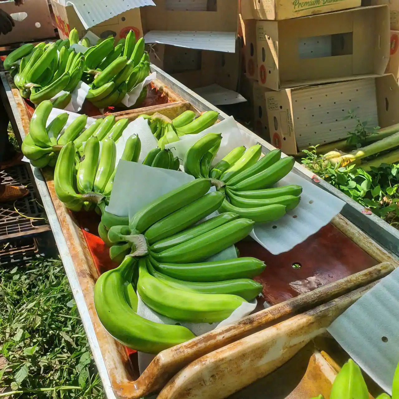 Cavendish Banana