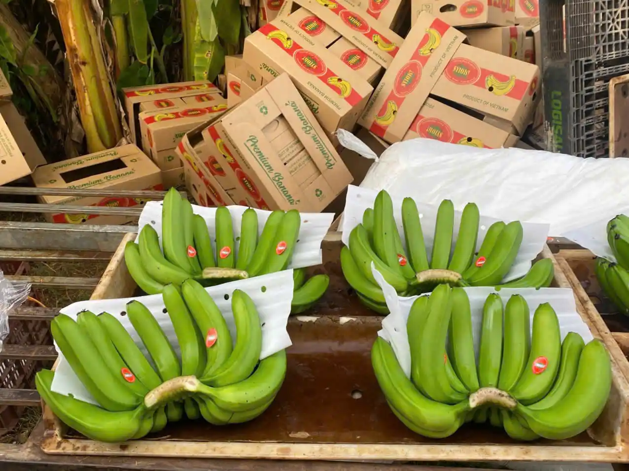 Cavendish Banana