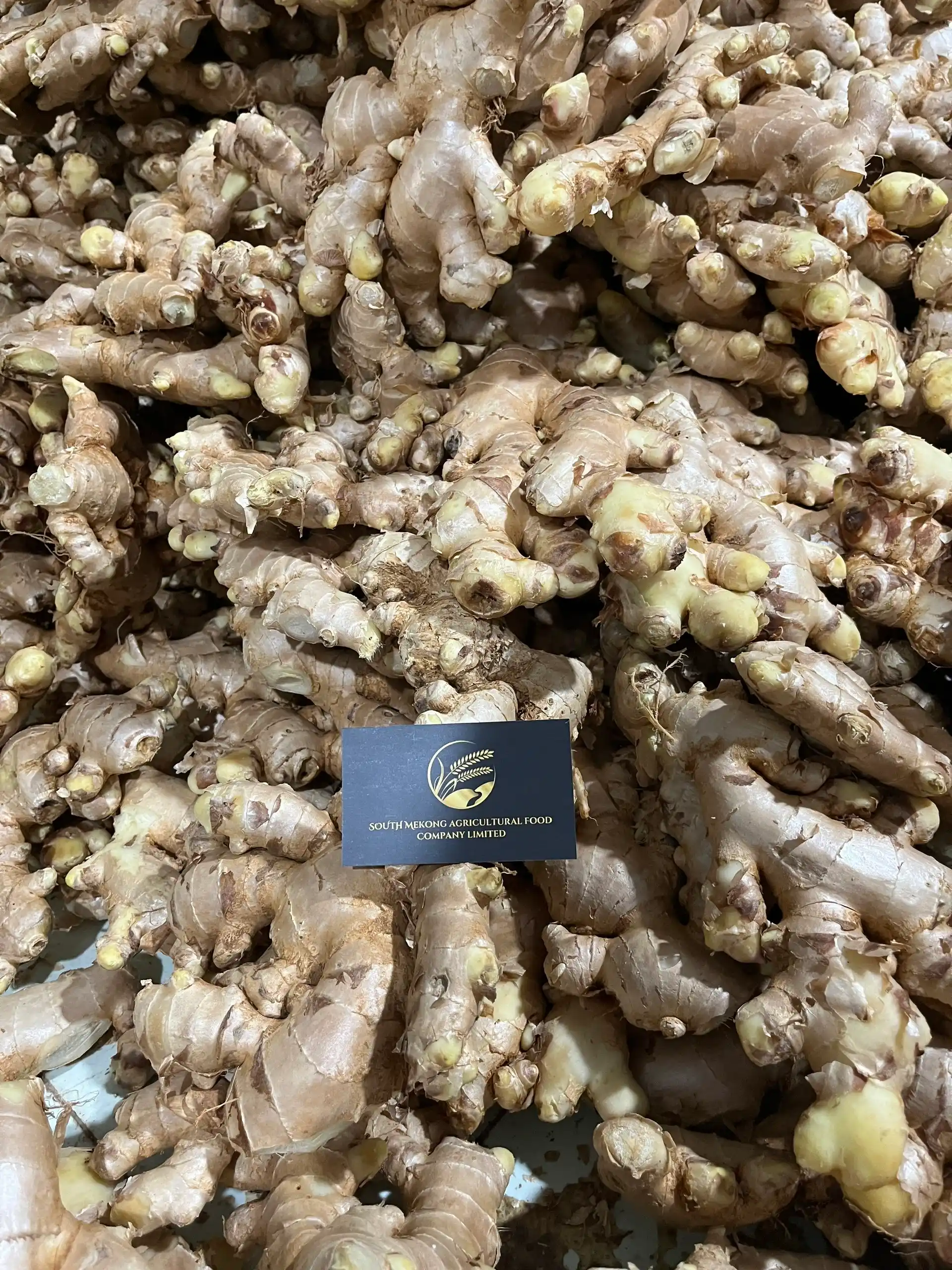 Fresh Ginger