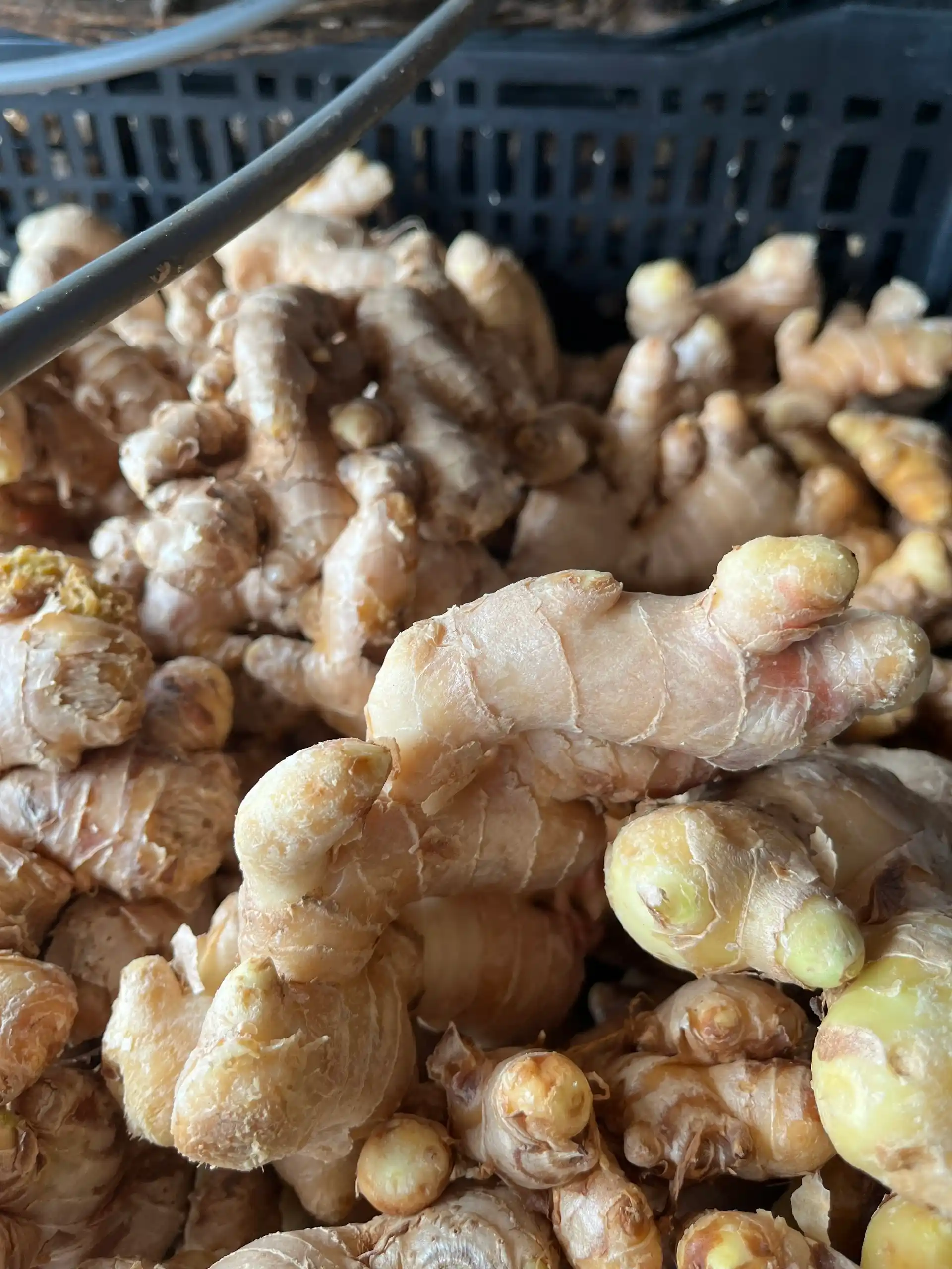 Fresh Ginger