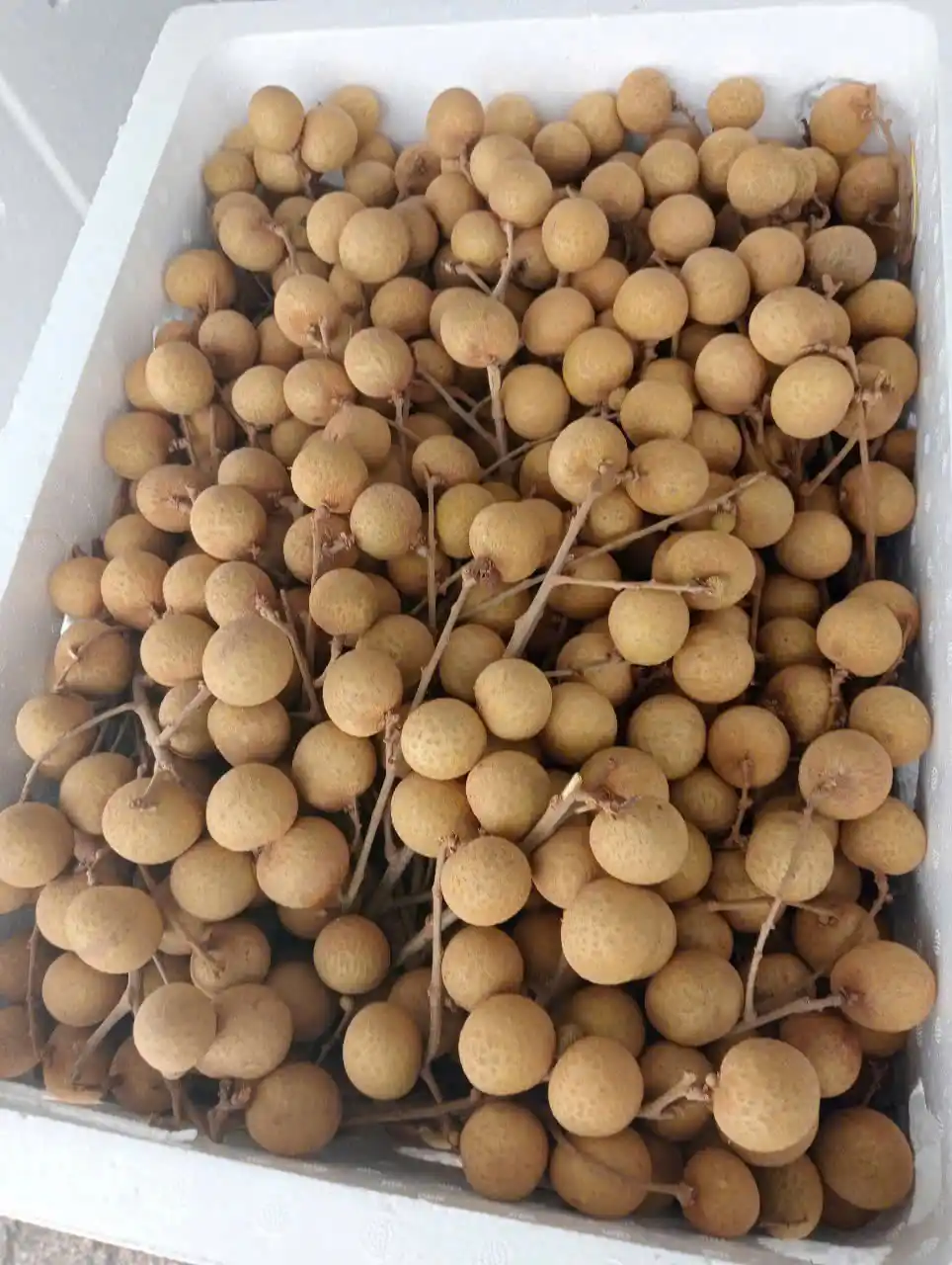 Fresh Longan